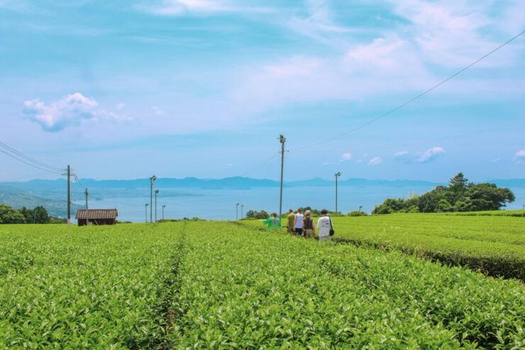 Nagasaki: Explore Japanese Teas on a Tea Tour - Good To Know
