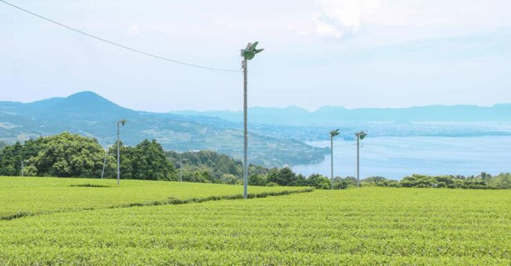 Nagasaki: Explore Japanese Teas on a Tea Tour - Experience Highlights