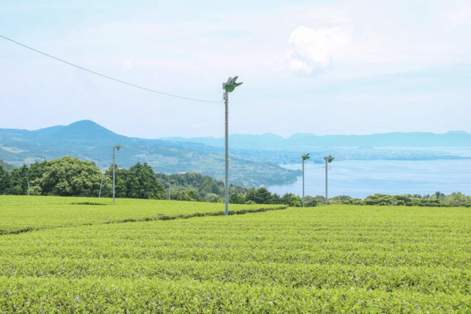 Nagasaki: Explore Japanese Teas on a Tea Tour - Culinary Delights