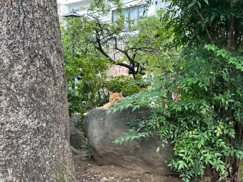 Nagasaki: Hidden Alleys and Finding Local Cats Walking Tour - An Intimate Look at Nagasaki’s Hidden Streets