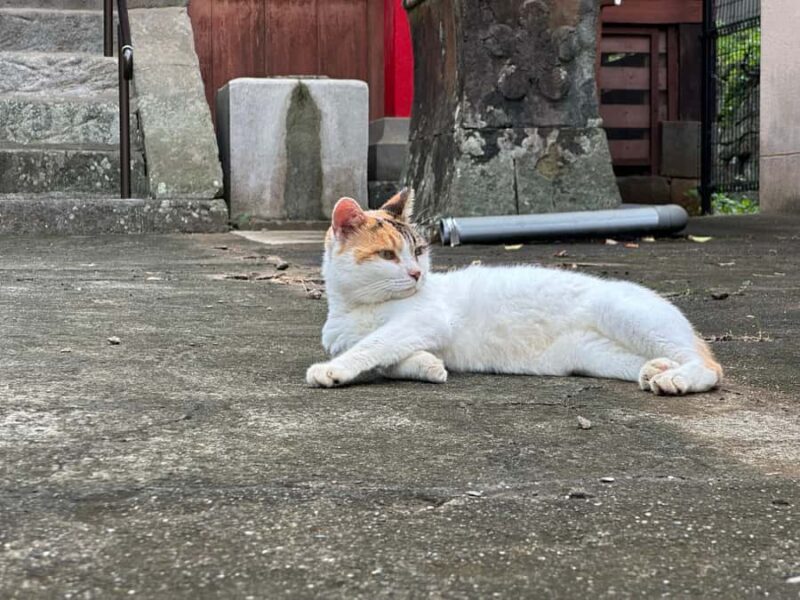 Nagasaki: Hidden Alleys and Finding Local Cats Walking Tour - Who Should Consider This Tour?