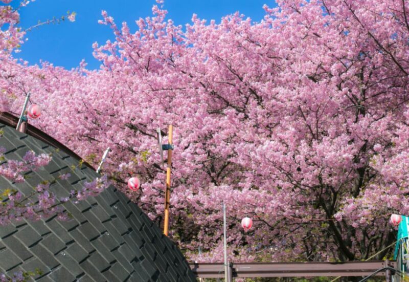 Nagasaki: Private & Custom Cherry Blossom Tour with a Local - Frequently Asked Questions