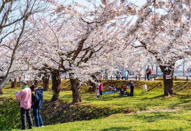Nagasaki: Private & Custom Cherry Blossom Tour with a Local - An Insightful Look at the Tour Itinerary