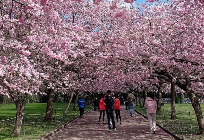 Nagasaki: Private & Custom Cherry Blossom Tour with a Local - Who Will Love This Tour?