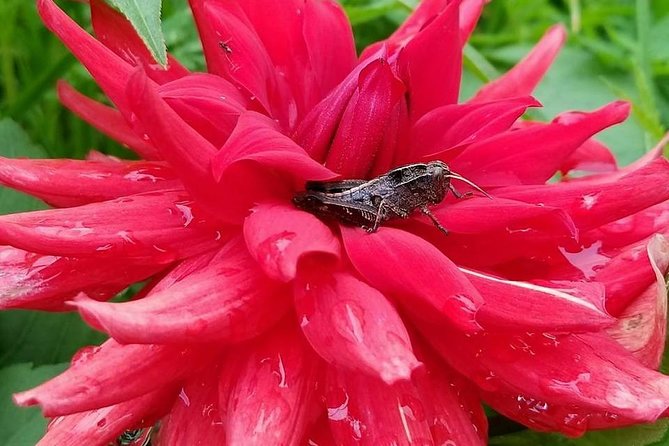 Nagi Gumba Day Hike - Common Questions