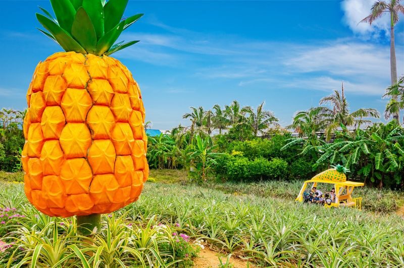 Nago Pineapple Park Ticket in Okinawa - What the pineapple cart ride adds