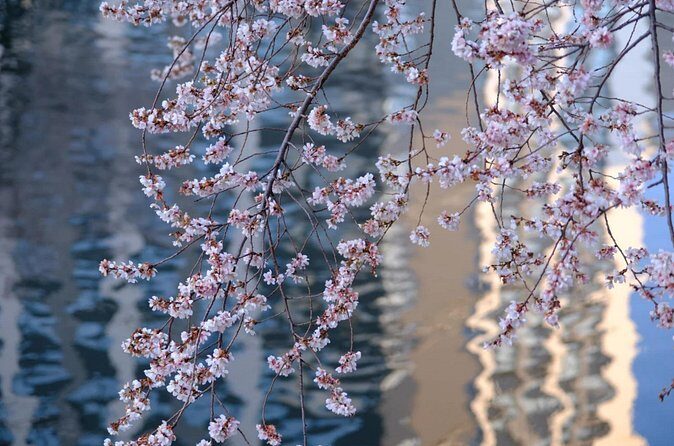 Nagoya City Cherry Blossom Private Sightseeing Tour - FAQ