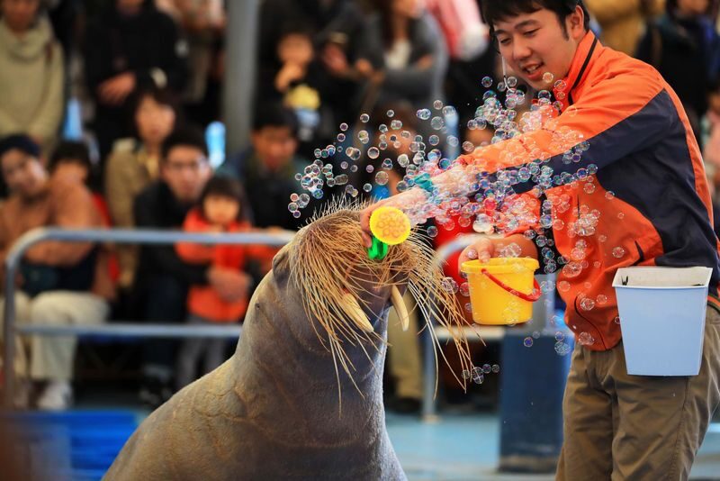 Nagoya Full-Day Ise Grand Shrine & Toba Aquarium Tour with Meoto Iwa - Toba Aquarium: marine life and lively shows