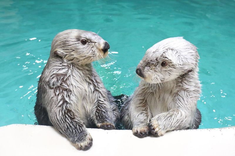 Nagoya Full-Day Ise Grand Shrine & Toba Aquarium Tour with Meoto Iwa - Who will enjoy this day most