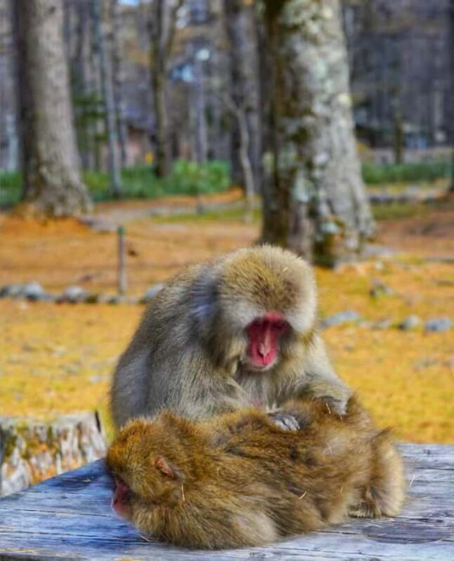 Nagoya: Kamikochi Autumn Hiking & Photography Tour - FAQ