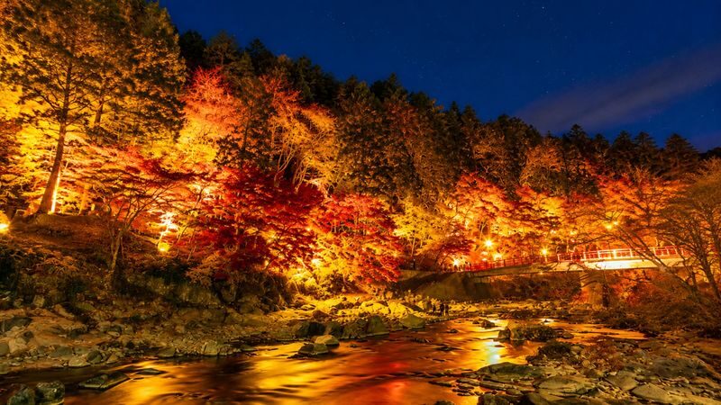 Nagoya Korankei & Shikizakura Autumn Maple Leaf Half-Day Tour - The highlights at a glance