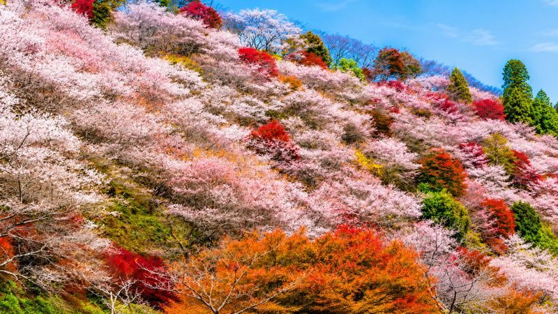 Nagoya Korankei & Shikizakura Autumn Maple Leaf Half-Day Tour - Why pair cherry blossoms with autumn leaves?