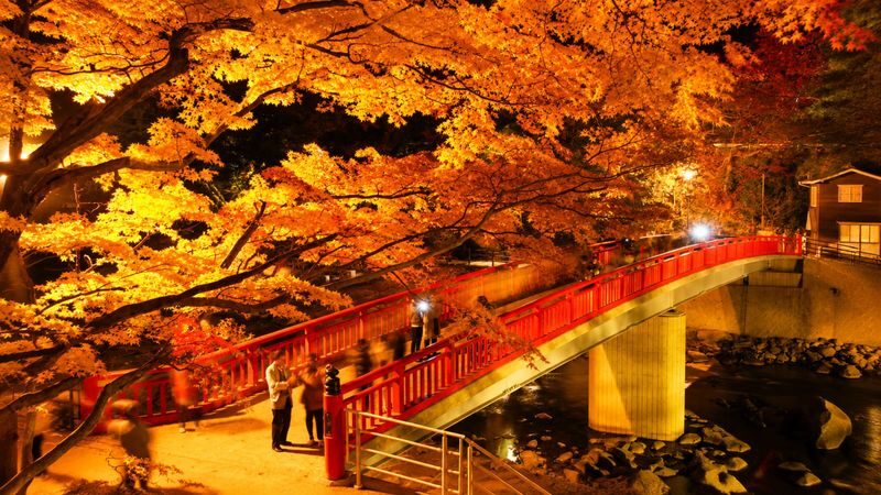 Nagoya Korankei & Shikizakura Autumn Maple Leaf Half-Day Tour - Guide language and the pace of the day
