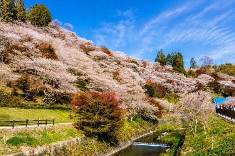 Nagoya Korankei & Shikizakura Autumn Maple Leaf Half-Day Tour - Who should book this tour?
