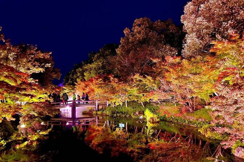Nagoya Nabana no Sato Romantic Winter Illumination Tour - Is $71.05 good value?