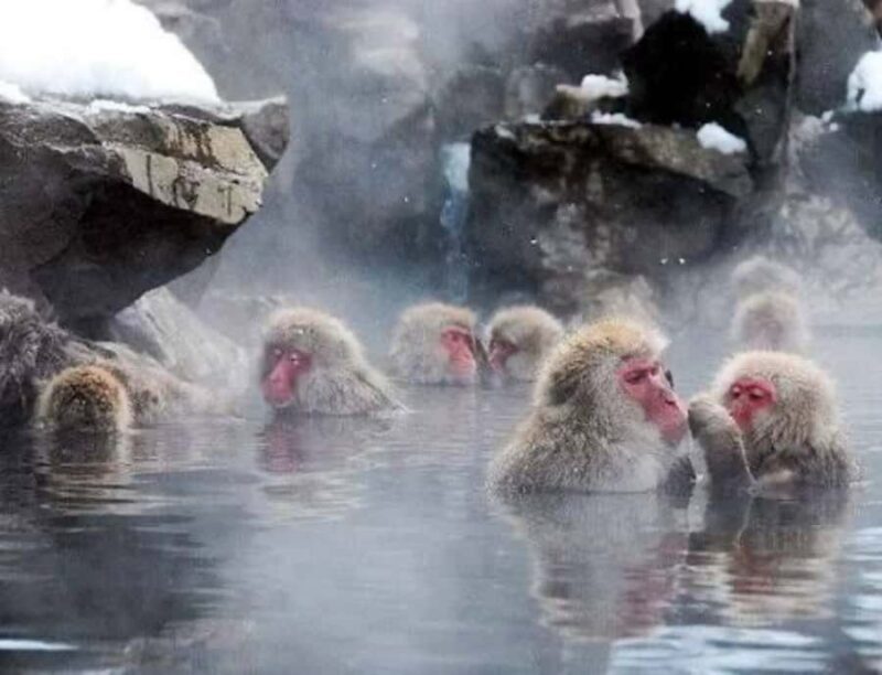 Nagoya: Nagano Private Day Trip with Custom Itinerary - Who this Tour Is Best For  