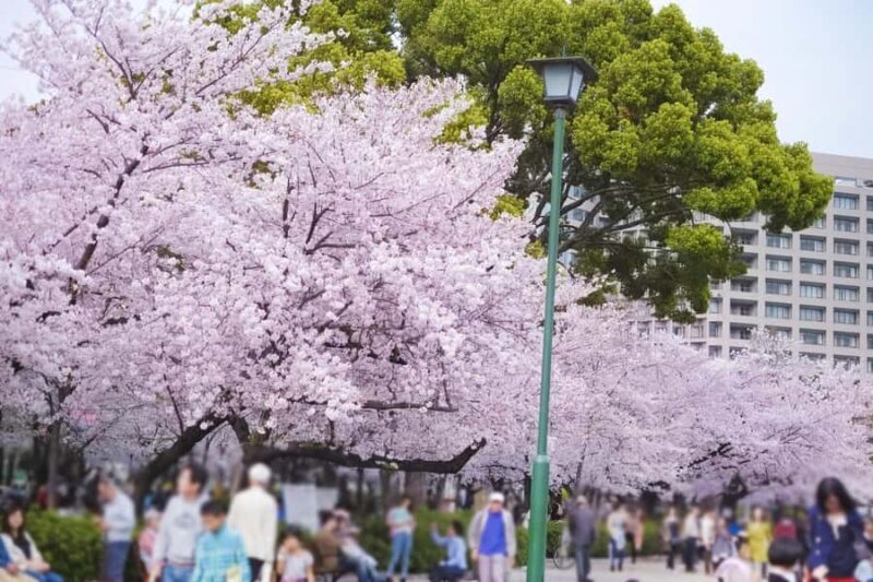 Nagoya Sakura Tour - FAQ