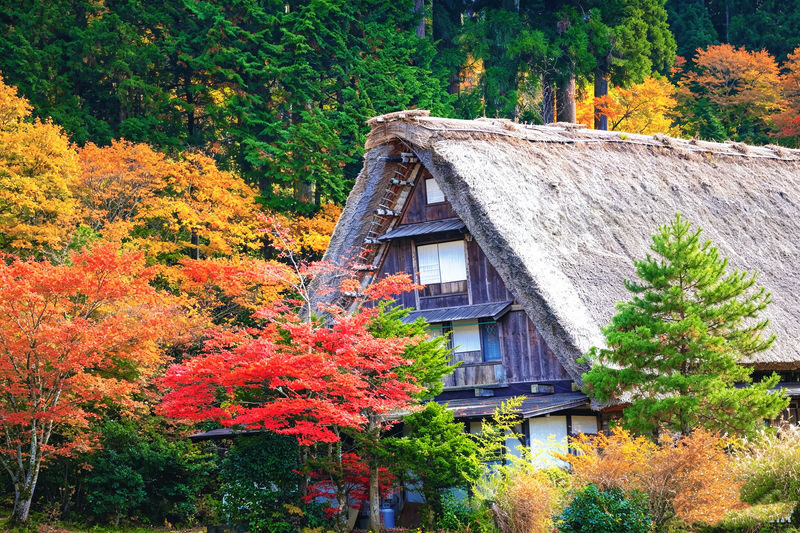 Nagoya, Shirakawa-go, and Takayama One-Day Cultural Tour - Who should take this tour?