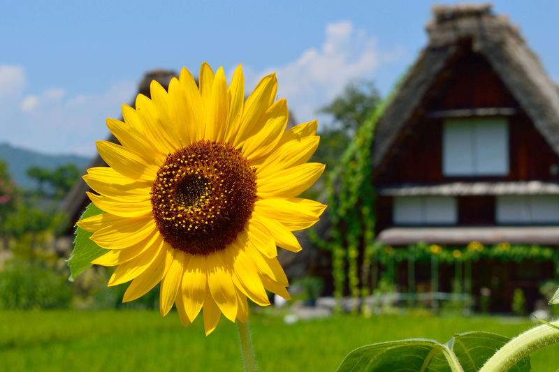 Nagoya Shirakawa-go & Takayama Jinya Full-Day UNESCO Tour - Gujo Hachiman: canals or castle climb