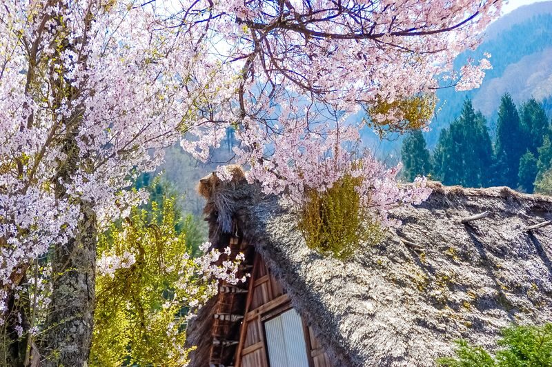 Nagoya Shirakawa-go & Takayama Jinya Full-Day UNESCO Tour - Shirakawa-go: the main event in 95 minutes