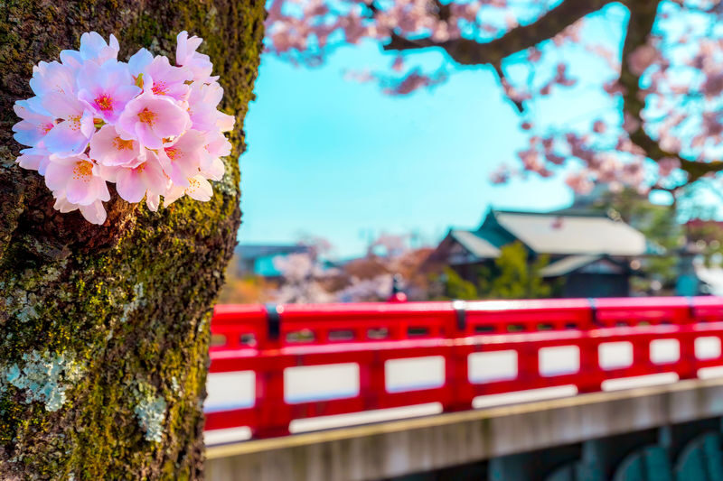 Nagoya Shirakawa-go & Takayama Jinya Full-Day UNESCO Tour - The staff help with logistics, not a guided tour