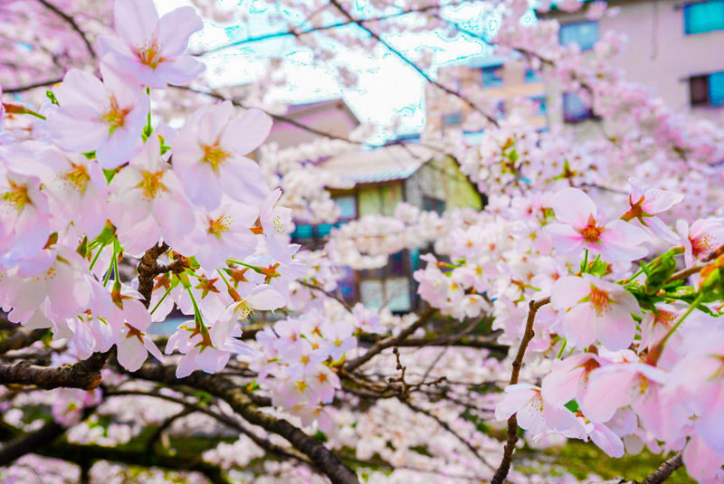 Nagoya Shirakawa-go & Takayama Jinya Full-Day UNESCO Tour - Is the $48.65 starting price good value?