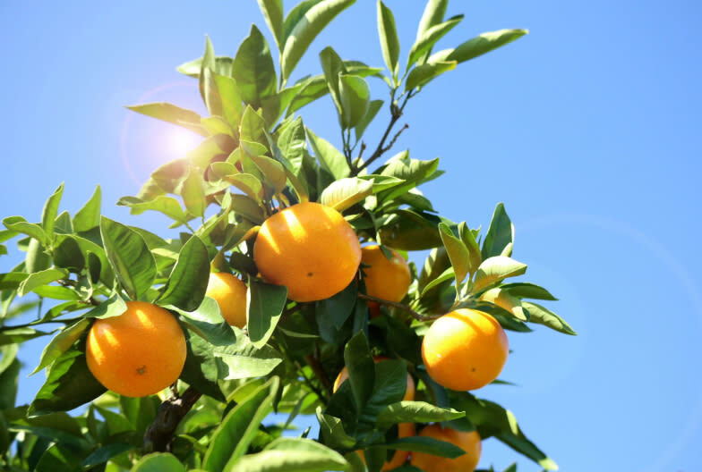 Nagoya Toyokawa Inari, Fruit Picking & Mitsui Outlet Park Day Tour - Fruit picking: enjoy the season, not just the promise