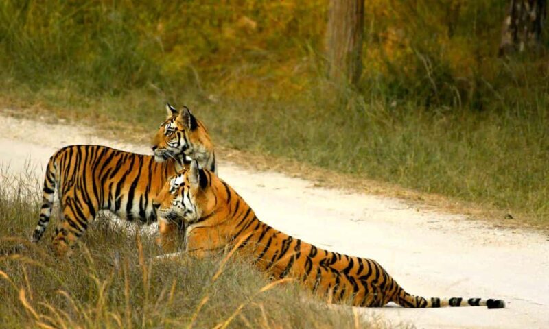 Nagpur: Pench National Park Official Safari with Transfers - Good To Know