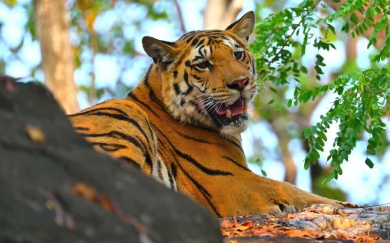 Nagpur: Pench National Park Official Safari with Transfers - The Experience in Detail