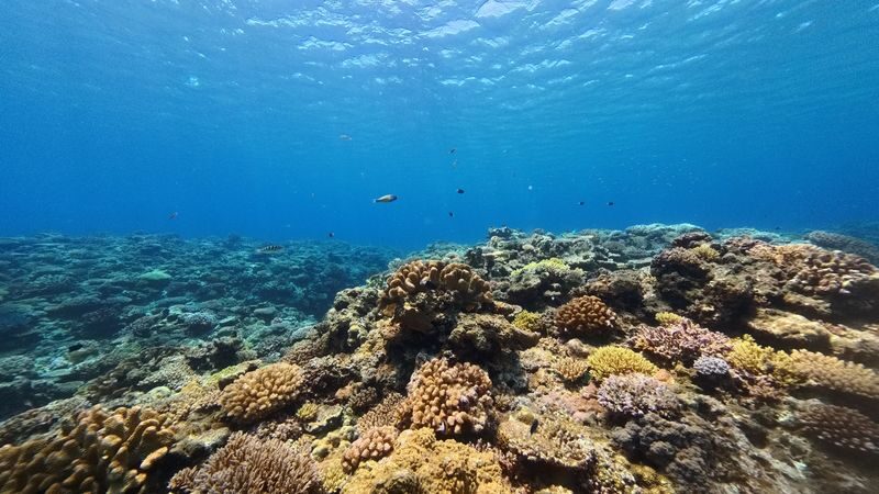 Naha Kerama Half Day Snorkeling (Pickup service included) - The details that matter before you book