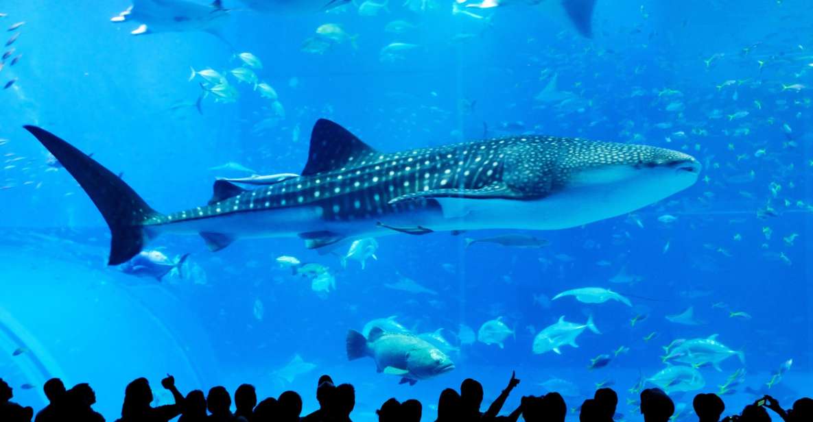 Naha: 北部沖縄観光ツアー＆美ら海水族館 - Activity Details