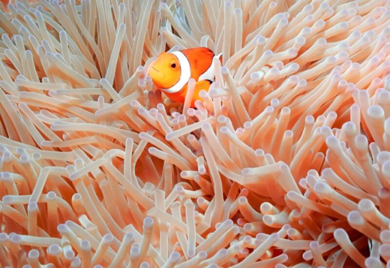 Naha, Okinawa: Kerama Islands Full-Day Intro-Diving Trip - The Sum Up