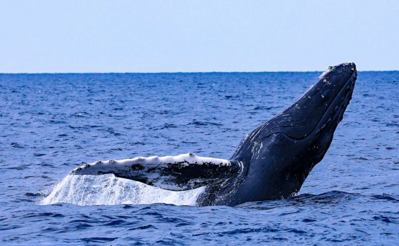 Naha, Okinawa: Kerama Islands Half-Day Whale Watching Tour - Good To Know