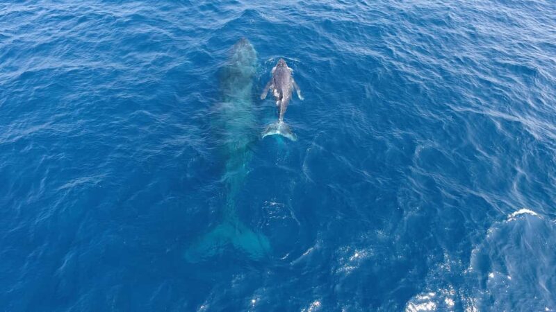 Naha, Okinawa: Kerama Islands Half-Day Whale Watching Tour - The Boat and Viewing Experience