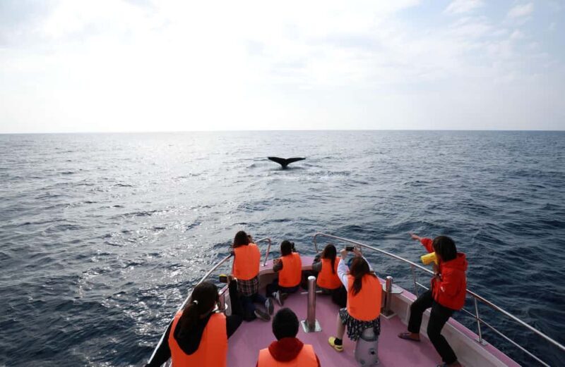 Naha, Okinawa: Kerama Islands Half-Day Whale Watching Tour - Educational and Environmental Responsibility