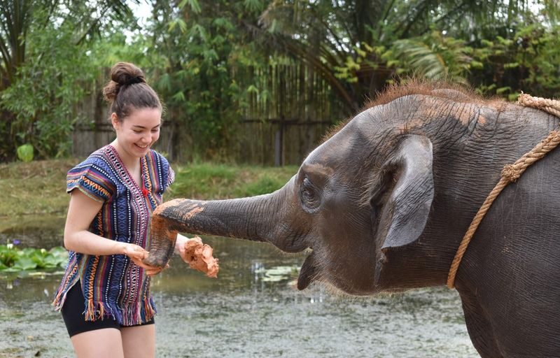Naidee Elephant Care Park Experience in Phuket - Pad Thai and papaya salad add a Thai pause