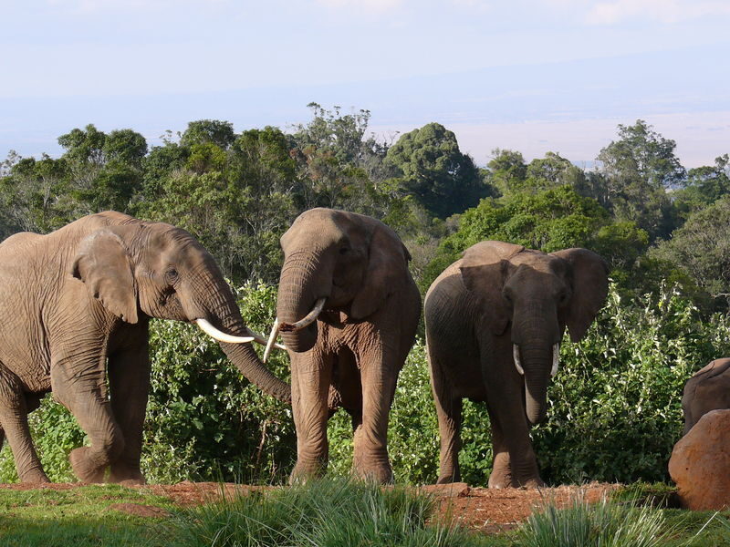 Nairobi 2-Day Aberdare Camping Safari: Waterfalls & Wilderness - What makes this Aberdare trip different
