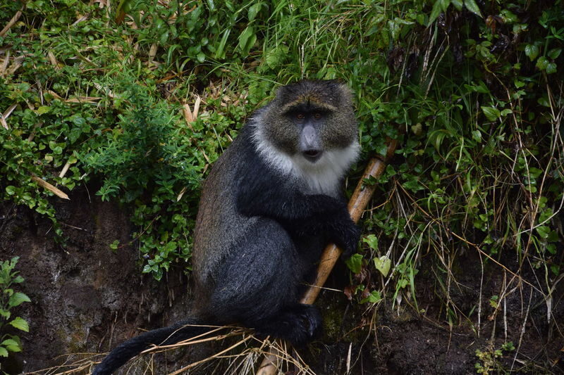 Nairobi 2-Day Aberdare Camping Safari: Waterfalls & Wilderness - Wildlife: Good odds, no guarantees