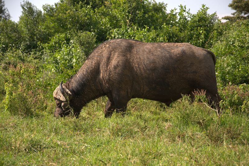 Nairobi 2-Day Aberdare Camping Safari: Waterfalls & Wilderness - Sleeping at Reedbuck: Pack for cold nights