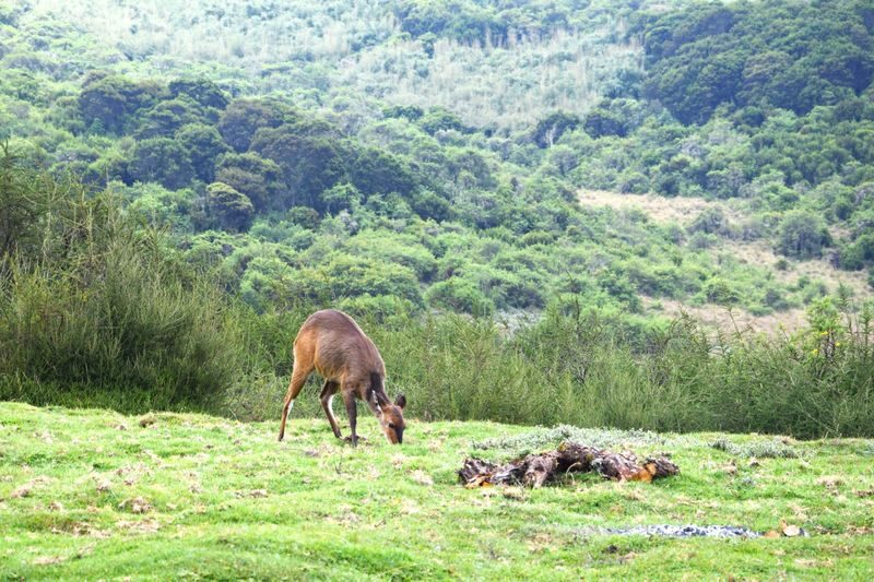 Nairobi 2-Day Aberdare Camping Safari: Waterfalls & Wilderness - Price and transport: Confirm the total before paying