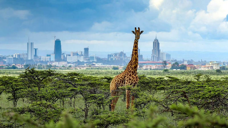 Nairobi 3 Wildlife Spots Full-Day Small Group Discovery - A city day built around wildlife