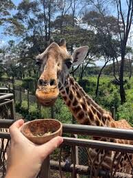 Nairobi 3 Wildlife Spots Full-Day Small Group Discovery - A small group and a guide who helps with timing