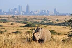 Nairobi 3 Wildlife Spots Full-Day Small Group Discovery - Is $172.50 good value?