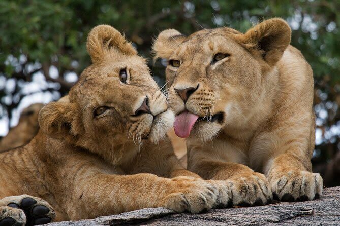 Nairobi 3 Wildlife Spots Full-Day Small Group Discovery - Who is likely to enjoy this day