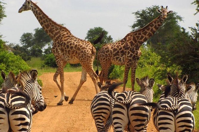 Nairobi Airport Layover Half Day Tour Nairobi National Park - Park Entrance Fee and Lunch