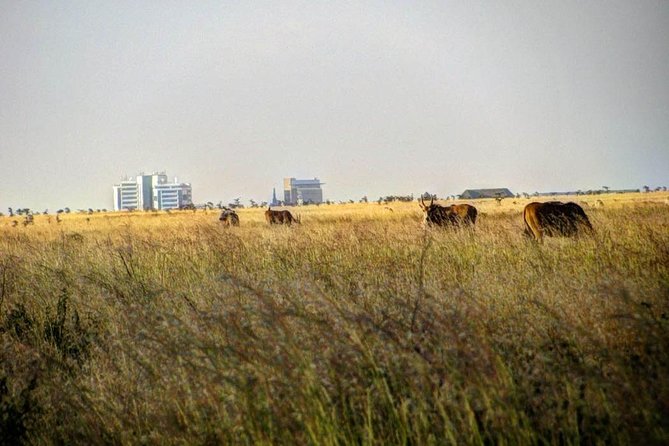 Nairobi Airport Layover Half Day Tour Nairobi National Park - Additional Information