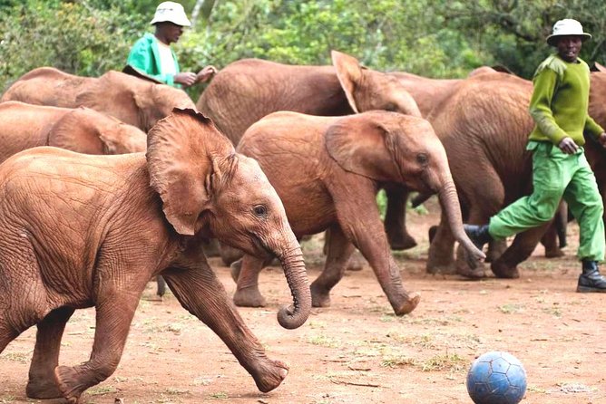 Nairobi Airport Layover : Tour Elephant Orphanage and Giraffe Center - Booking Information