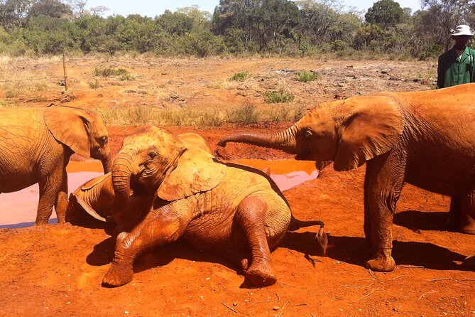 Nairobi Airport Layover : Tour Elephant Orphanage and Giraffe Center - Customer Reviews