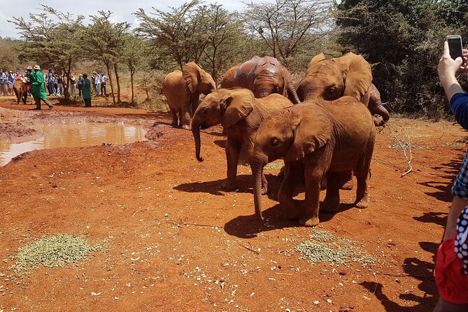 Nairobi Airport Layover : Tour Elephant Orphanage and Giraffe Center - The Sum Up