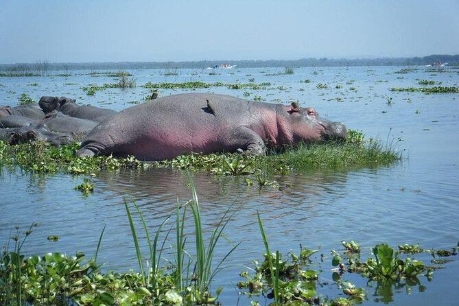 Nairobi Day Trip to Crescent Island Game Park From Lake Naivasha - Trip Operator and Cancellation Policy